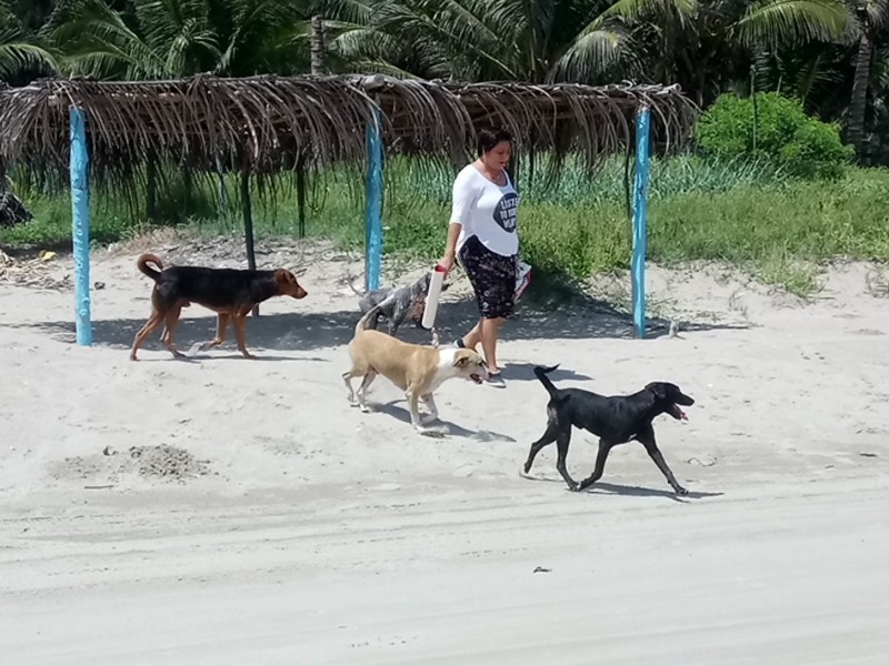 Llevan campaña de esterilización de mascotas a zona de playa