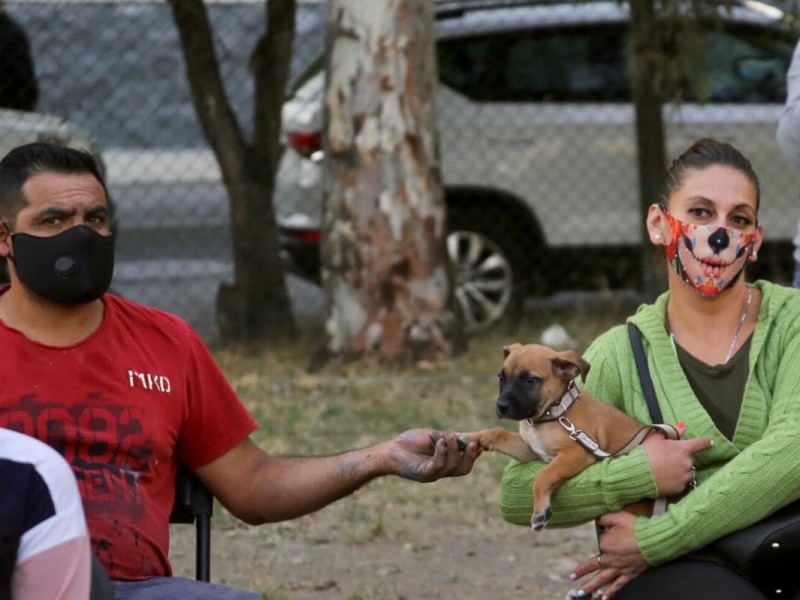 Llevan programa de vacunación y esterilización a Villa Universidad