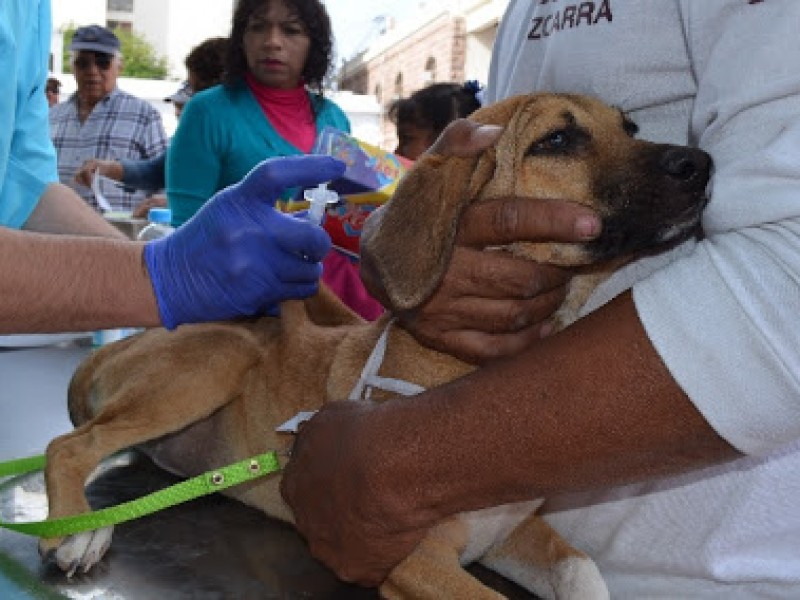 Llevan Pulgatón a colonias, aplican ivermectina a mascotas