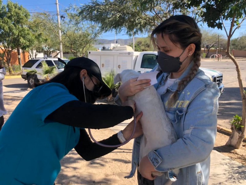 Llevarán jornada de salud para mascotas en colonia Arcoíris