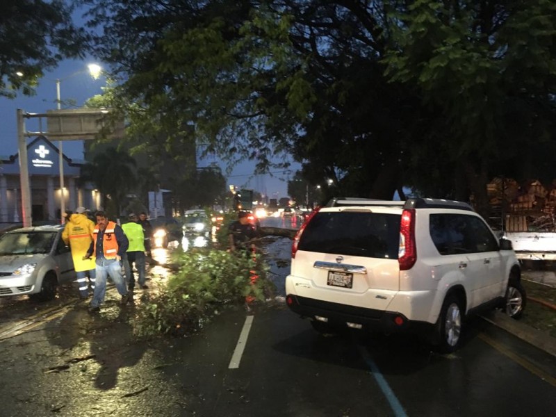 Lluvia deja árboles caídos en la ciudad