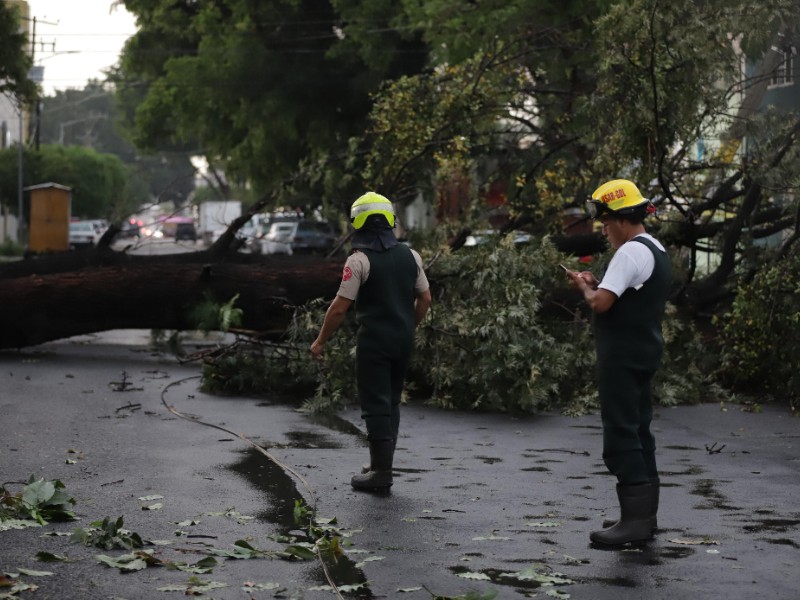 Lluvia deja inundaciones, autos varados y caída de árboles en Guadalajara