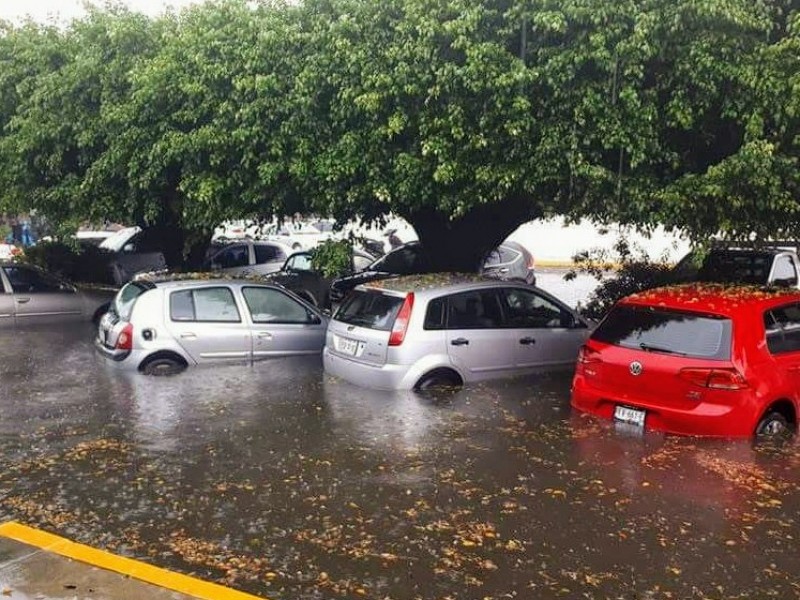 Lluvia dejó árboles caídos y encharcamientos en Zamora