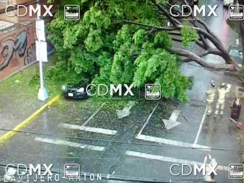 Lluvia derriba árbol en la GAM