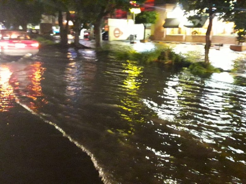 Lluvia nocturna deja 14 árboles caídos en Zapopan