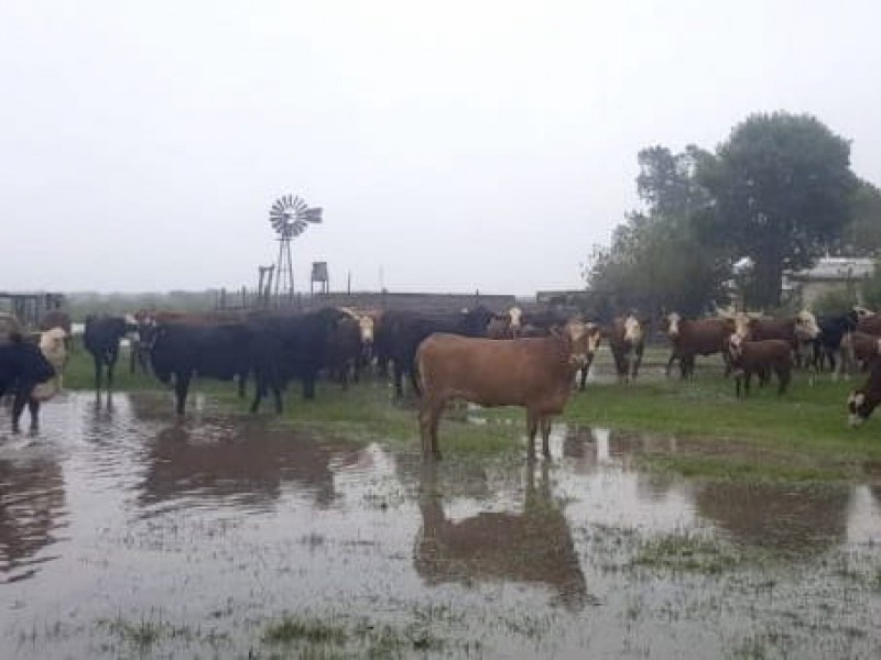 Lluvia recupera ríos y pastos para ganado en la sierra