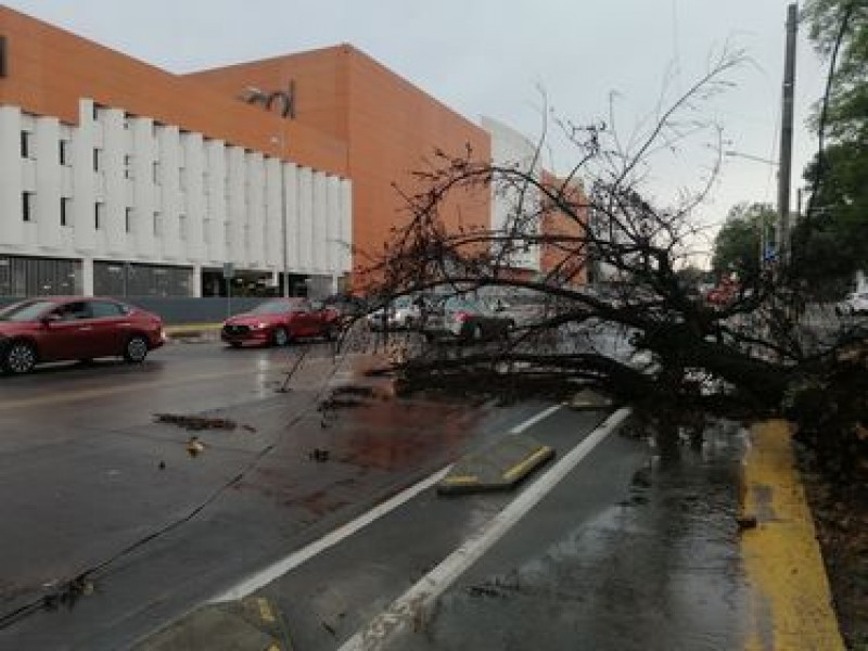 Lluvia vespertina deja árboles caídos y afectaciones en vialidades