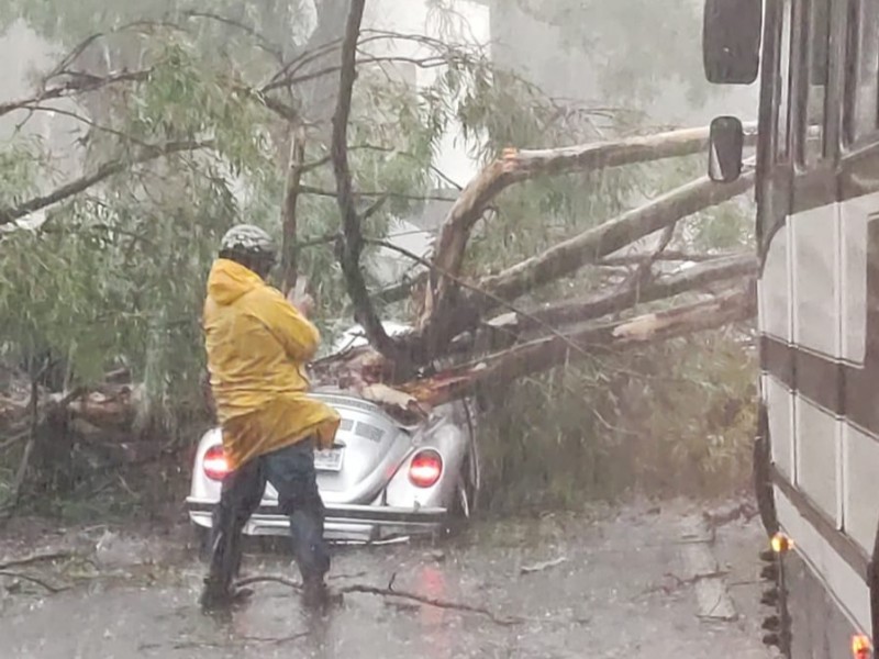 Lluvia y fuertes vientos provocan caída de árboles en Zamora