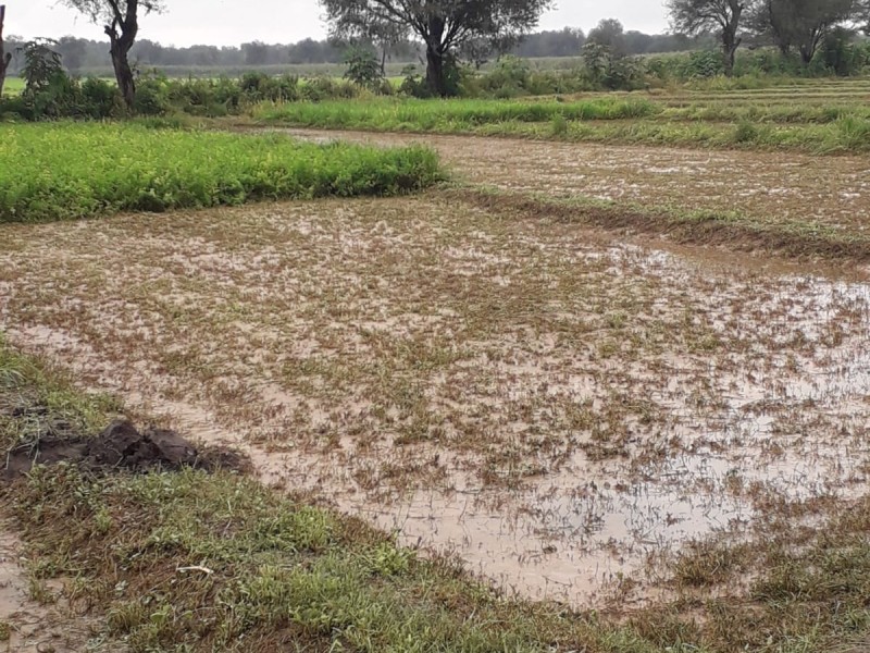 Lluvias afecta a casi 200 hectáreas de siembra en Cuayucatepec
