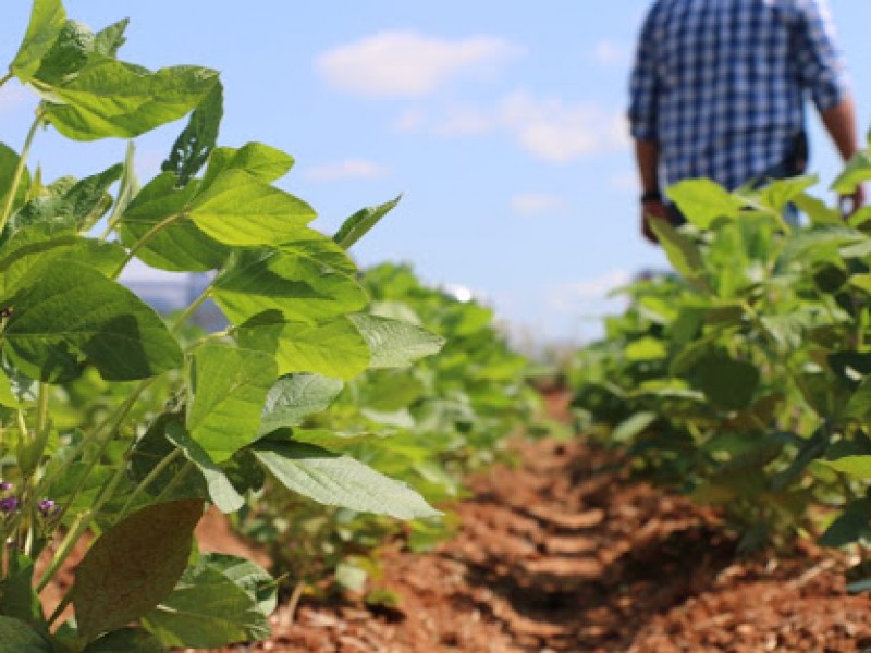 Lluvias afectan a cultivos de soya y ajonjolí