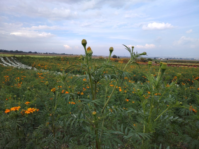 Lluvias afectan cultivos de floricultores en Tenango del Valle