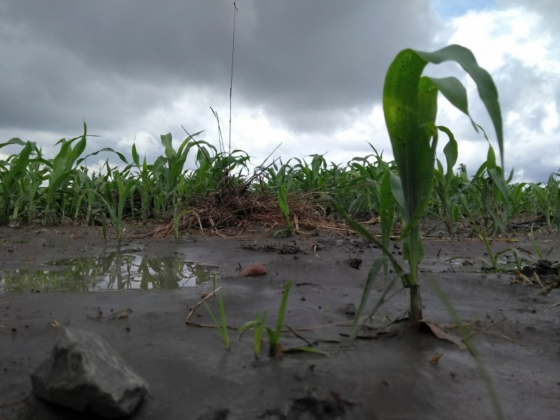 Lluvias afectan cultivos de temporal