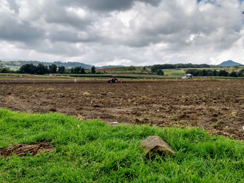 Lluvias afectan la producción de cultivos en la entidad