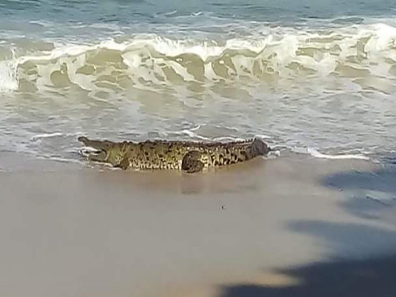 Lluvias arrastran cocodrilos al mar