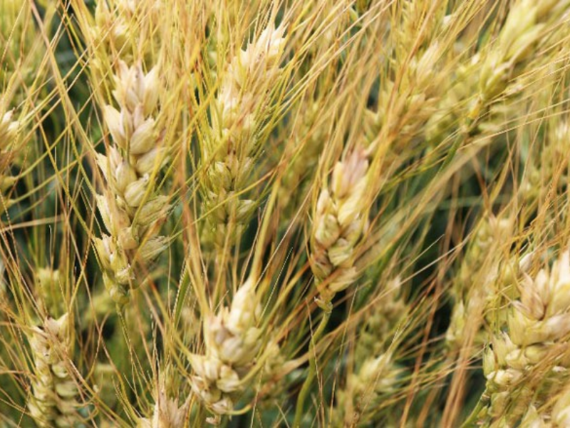 Lluvias atípicas provocan bajo rendimiento de trigo
