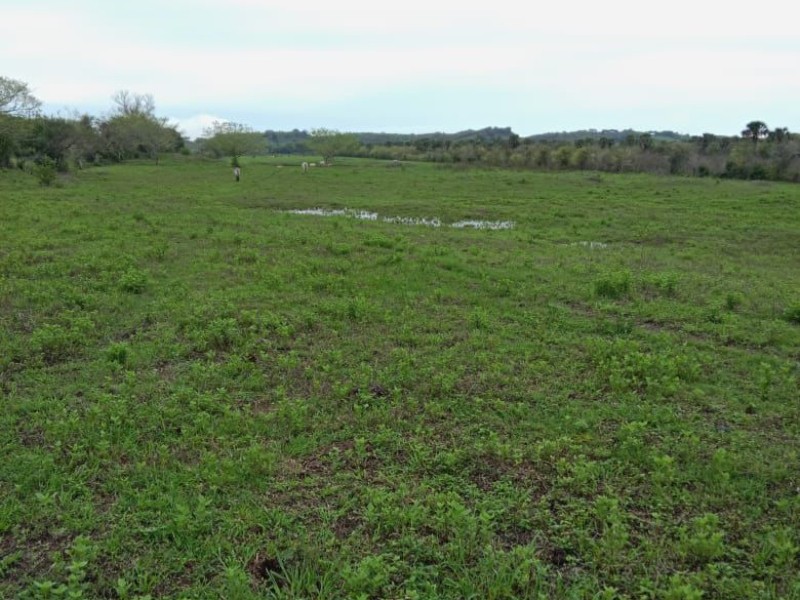 Lluvias benefician el campo en Tuxpan