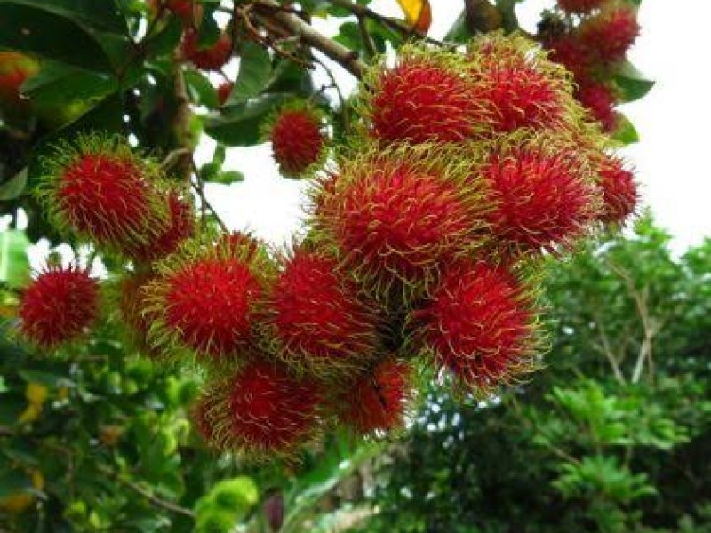 Lluvias causan estragos en producción de rambután