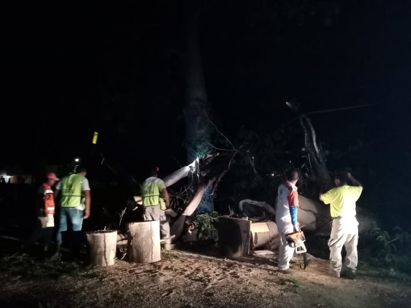 Lluvias de “Ágatha” derriban ceiba en Tecpan de Galeana