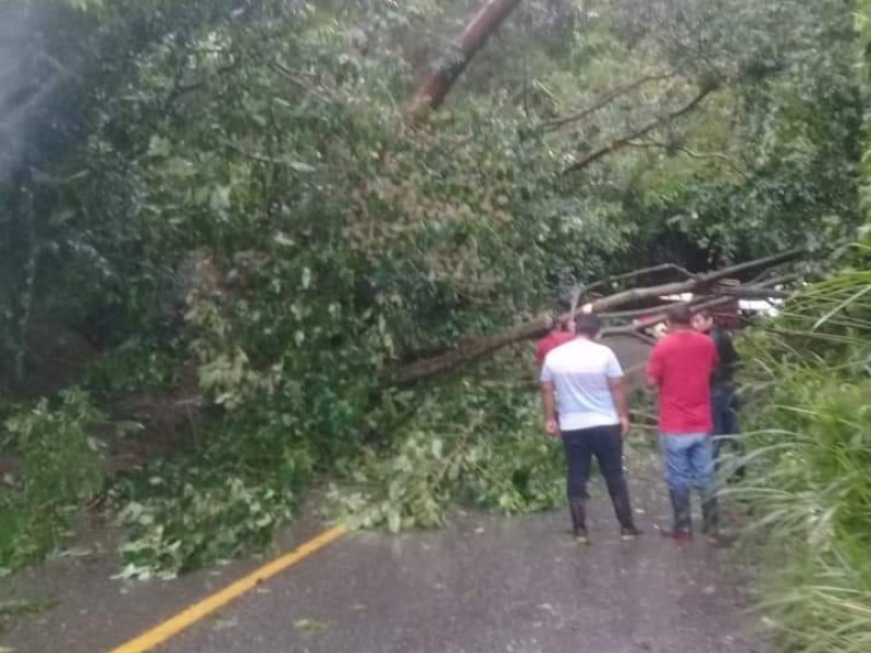 Lluvias dejan árboles caídos en norte de Chiapas