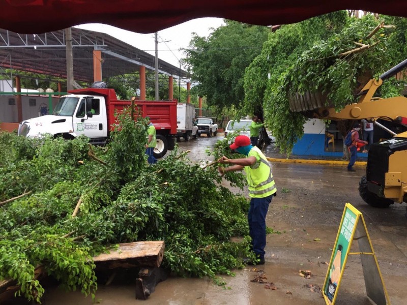 Lluvias dejan árboles caídos y basura en la bahía azuetense