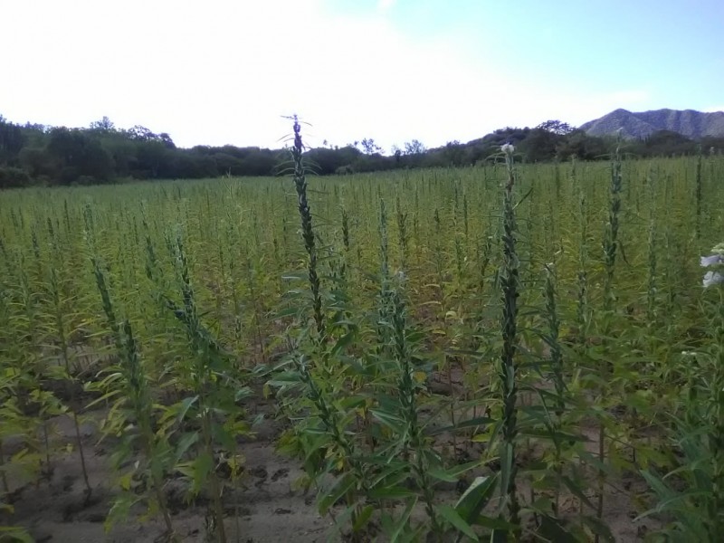 lluvias dejan beneficios a pequeños productores