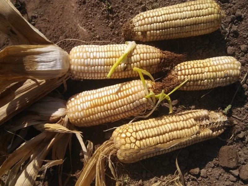 Lluvias dejan daños en maíz y sorgo