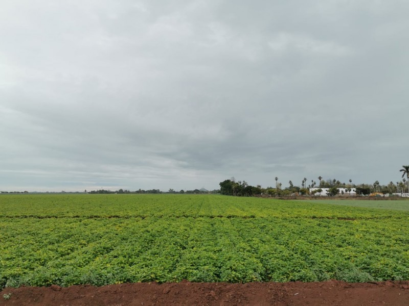 Lluvias dejan más beneficios que daños en el campo