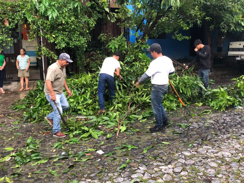 Lluvias dejaron 18 árboles caídos en Villa de Álvarez