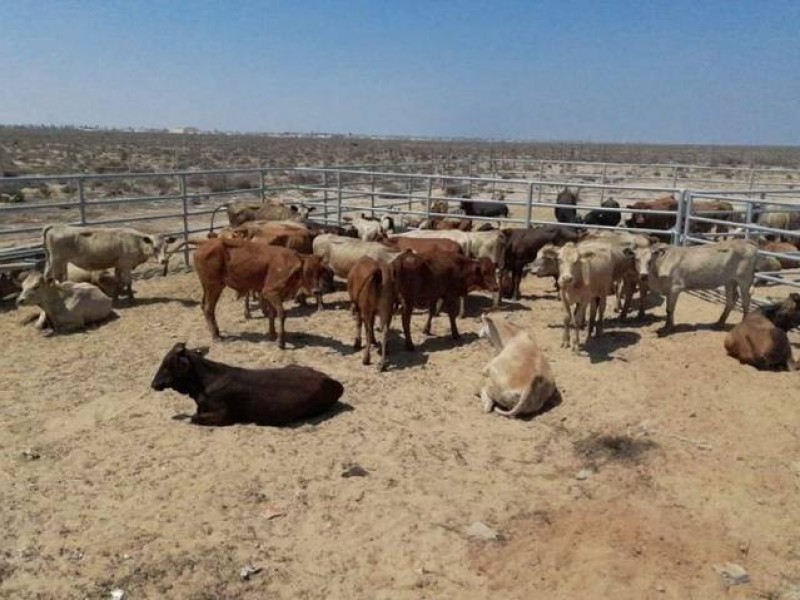 Lluvias dejaron beneficios al sector ganadero y agrícola