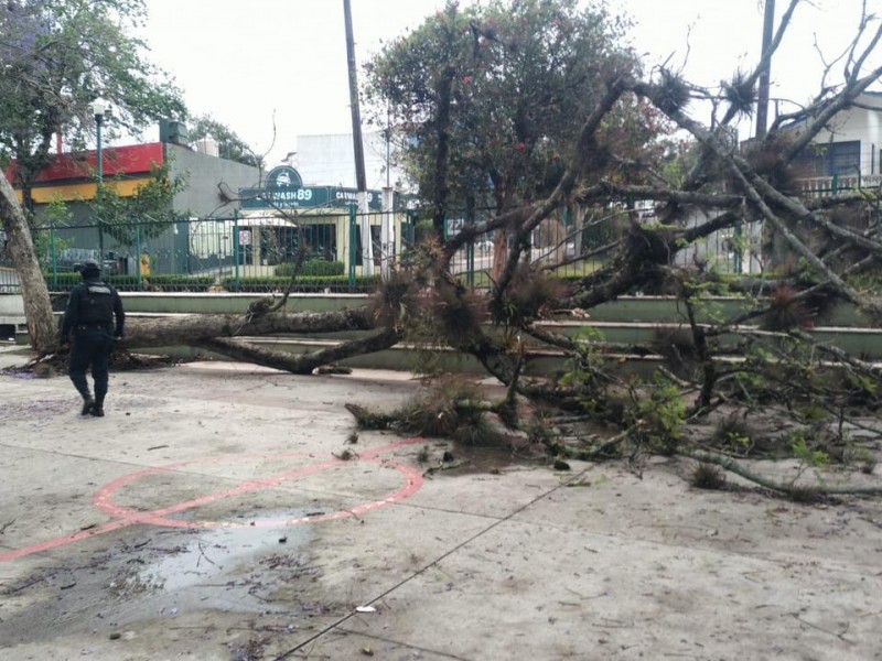 Lluvias del fin de semana provocaron caída de árboles