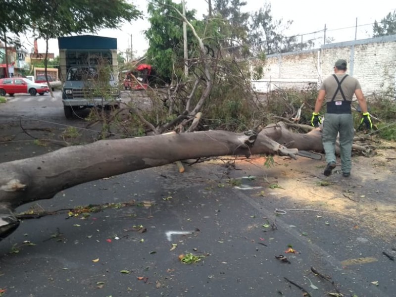 Lluvias derriban 310 árboles en GDL