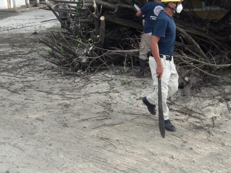 Lluvias derriban árboles en Bahía de Banderas