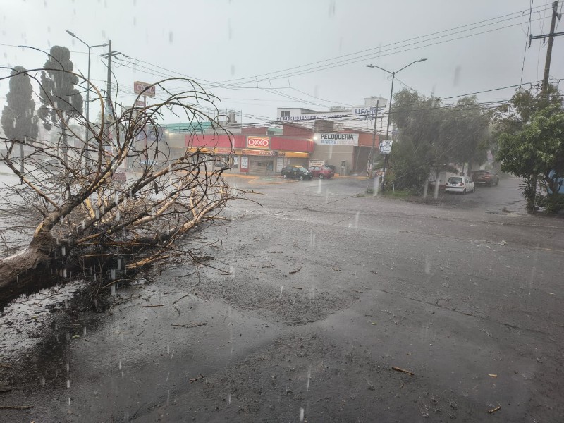 Lluvias derriban árboles en Puebla