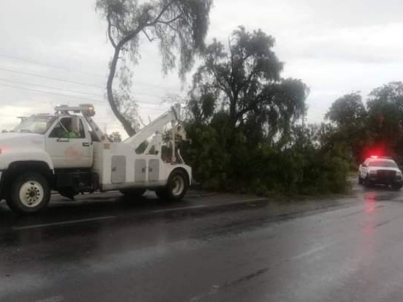 Lluvias derriban árboles en Tepeaca y Los Reyes de Juárez