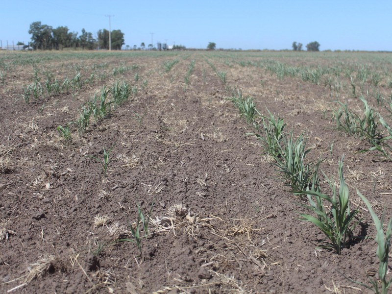 Lluvias en El Carrizo no pintan para productores