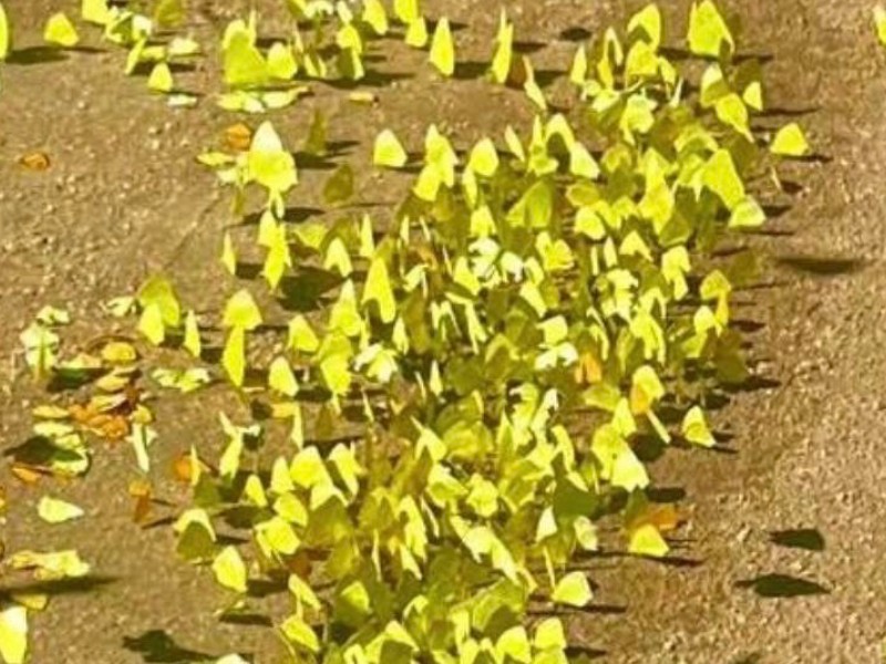 Lluvias en Los Cabos propiciaron un espectáculo de mariposas amarillas