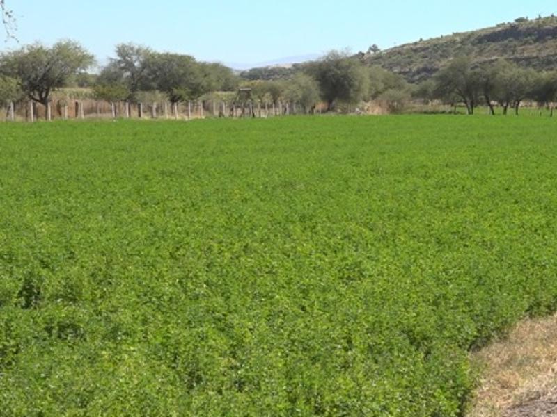 Lluvias favorecen al campo, pero mantienen vigilancia por desfogue de presas