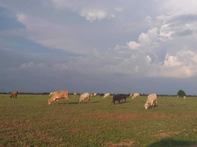 Lluvias favorecen al sector ganadero del norte de Sinaloa