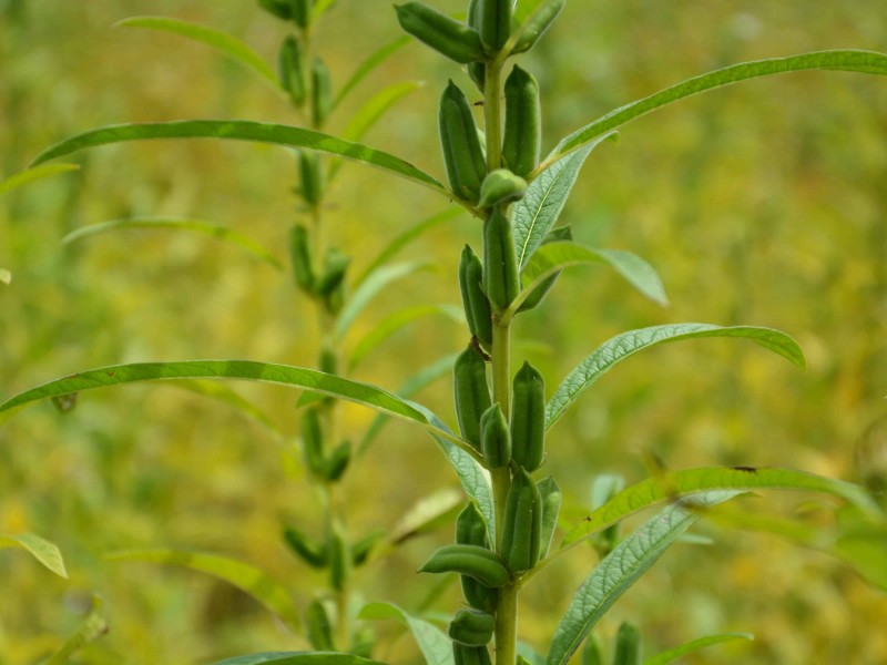 Lluvias favorecen el cultivo de ajonjolí en El Carrizo