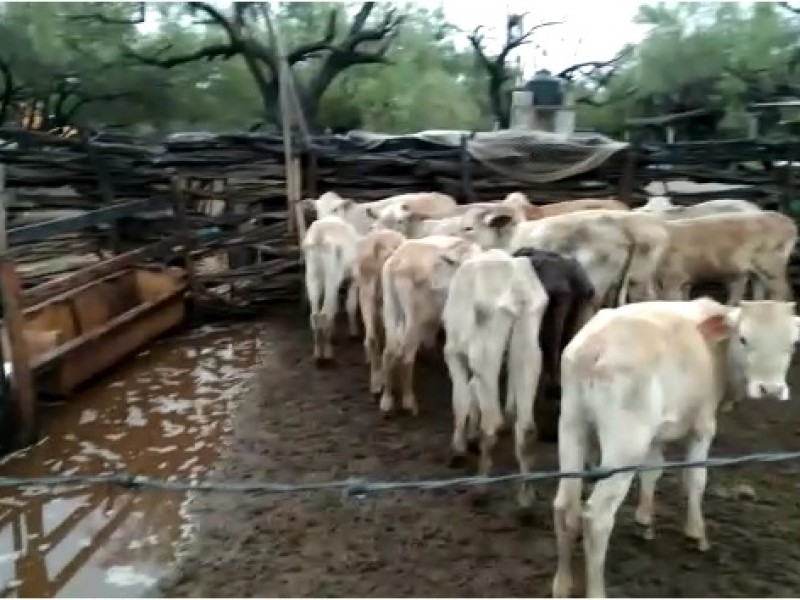 Lluvias favorecieron al sector agropecuario en municipios del Sur