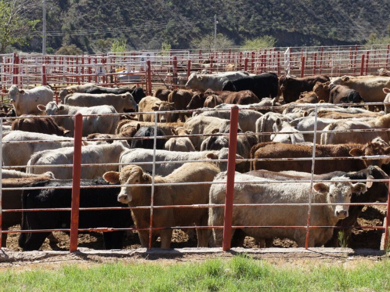 Lluvias garantizan hasta un año de beneficios para la ganadería; esperan equipatas