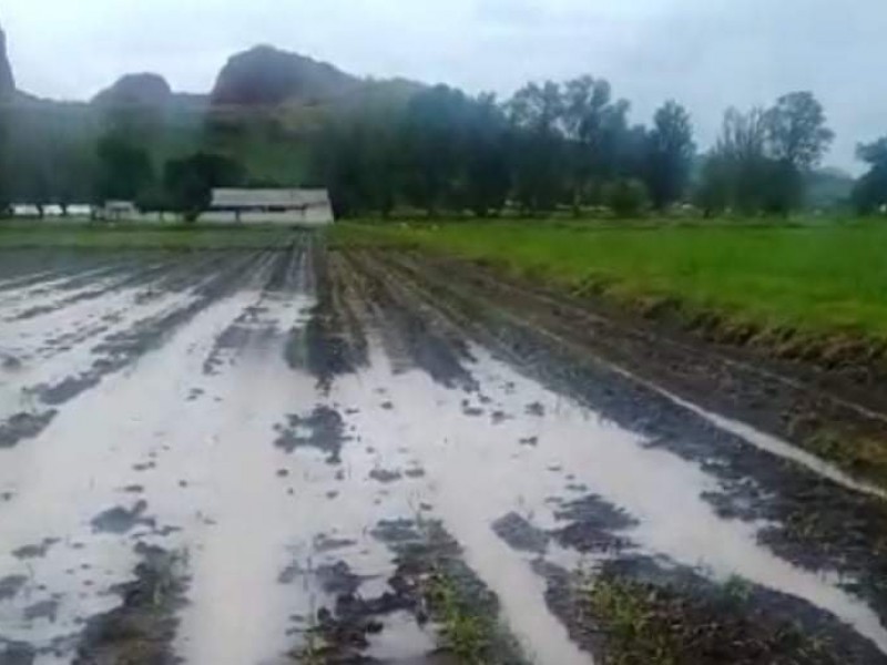 Lluvias generan afectaciones a cultivos de maíz en Zamora