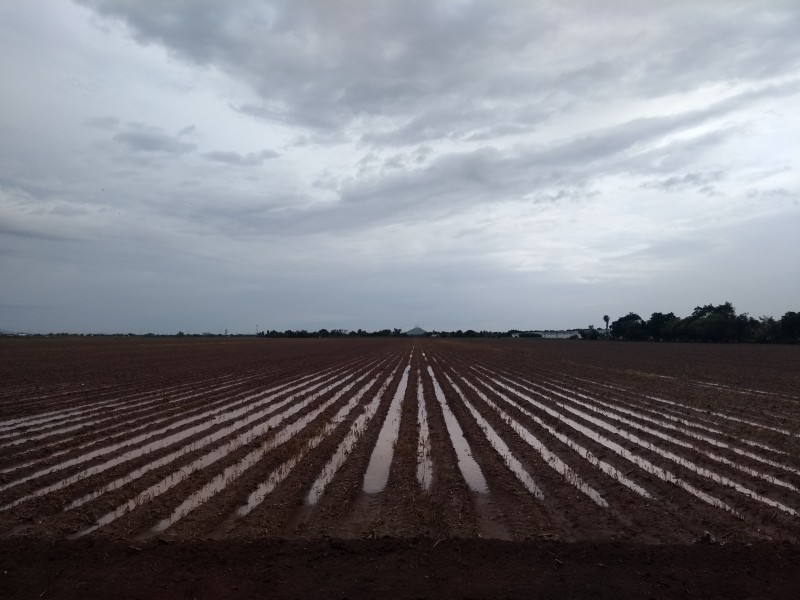 Lluvias incrementan gasto operativo de productores agrícolas