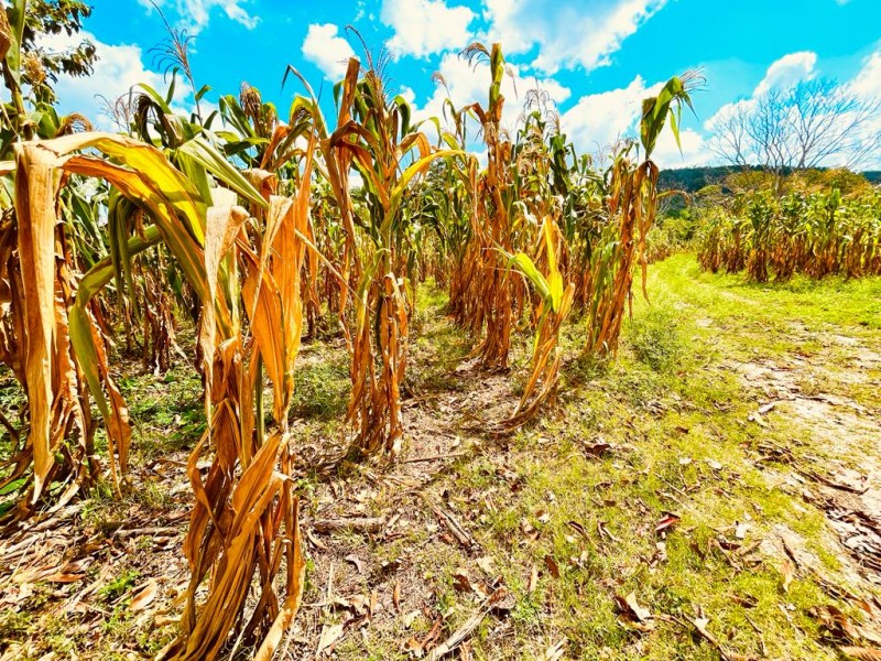 Lluvias insuficientes para el campo