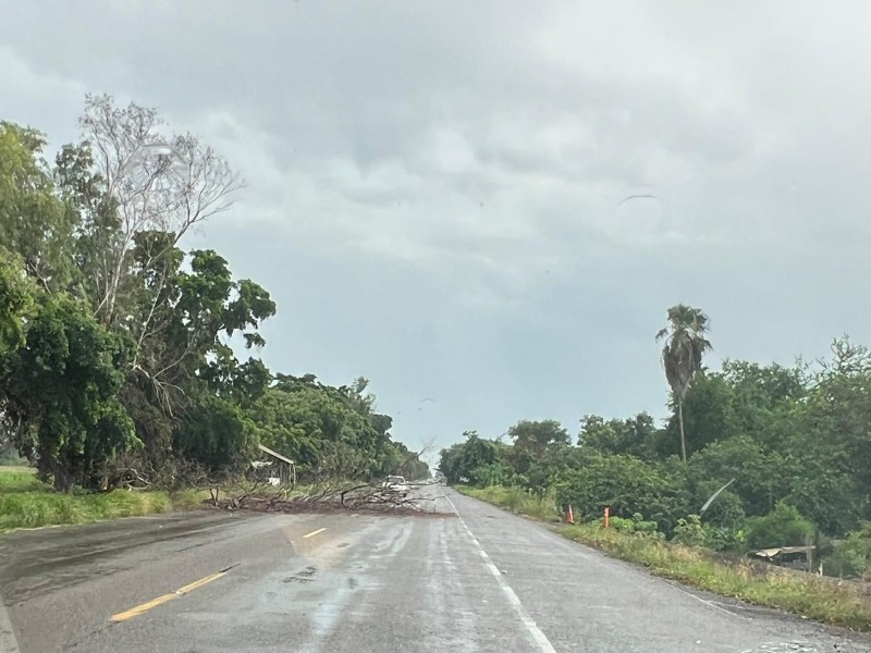 Lluvias intensas provocan caída de árbol en carretera de Guasave
