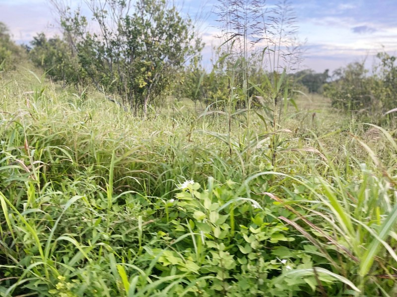 Lluvias irregulares no resuelven problemas en el campo