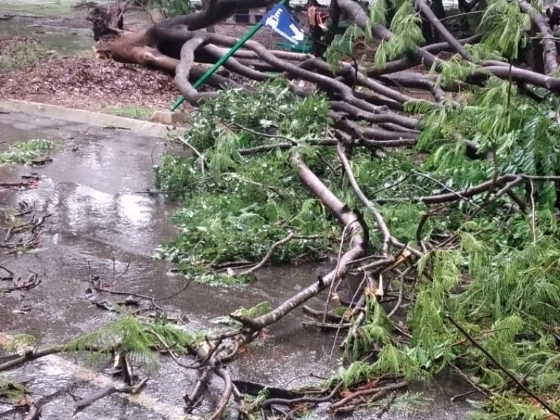 Lluvias ocasiona caída de árboles y corte de energía eléctrica