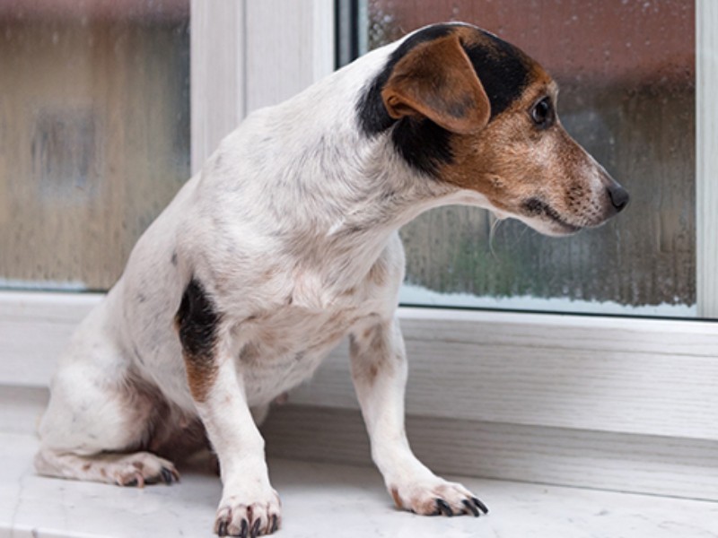 Lluvias ocasionan estrés y afectaciones cardiacas en perros
