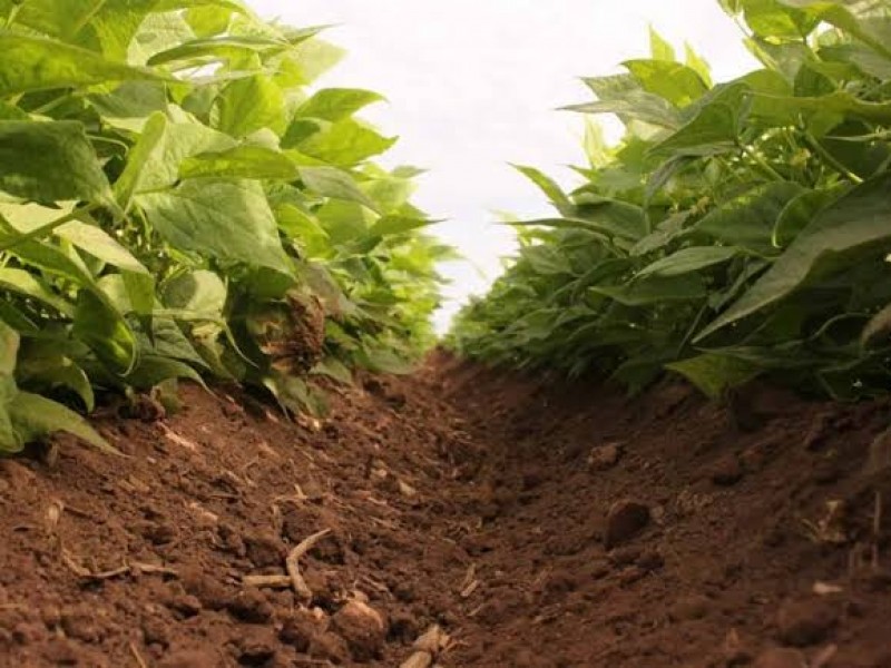 Lluvias paralizan el campo en la ZN