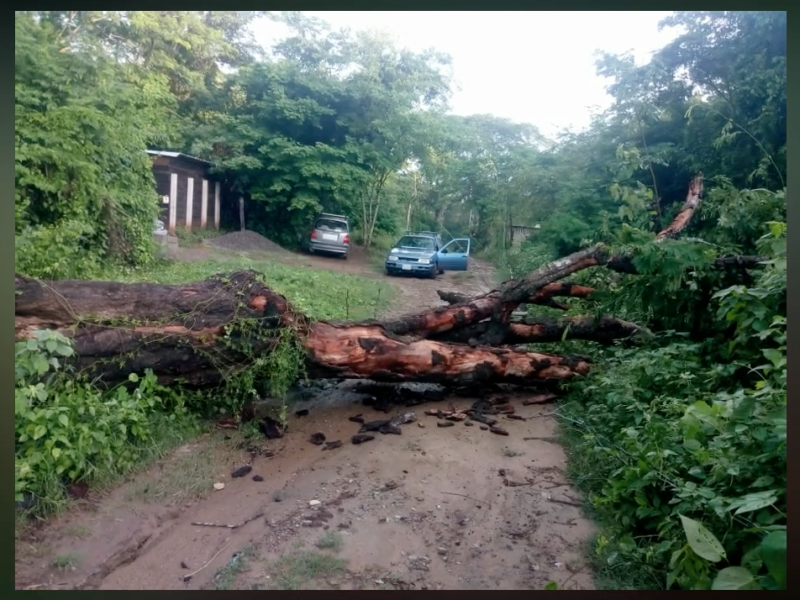 Lluvias provocan árboles caídos y arrastre de basura